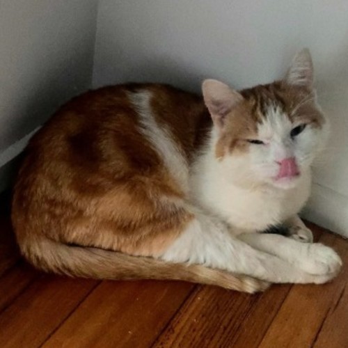 $100 Rusty - Domestic Short Hair (DSH) Cat