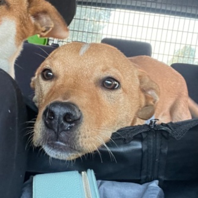 Photo of Morgan 
