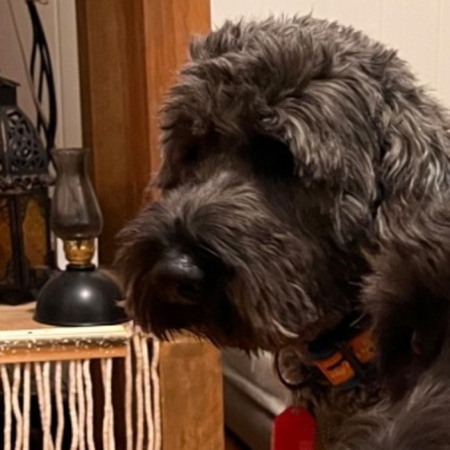 Photo of Teddy 