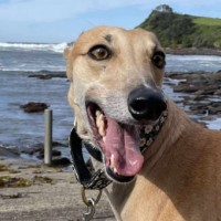 Photo of Sandy, The Greyhound