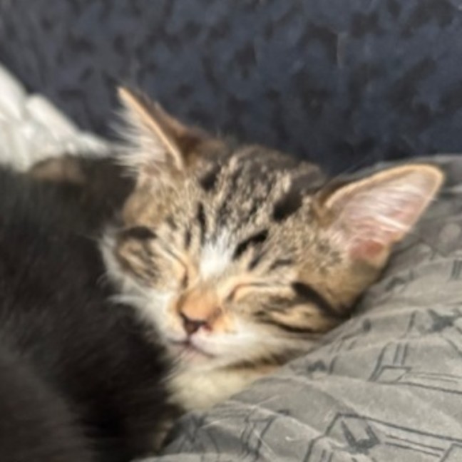 Photo of Puddin **2nd Chance Cat Rescue**