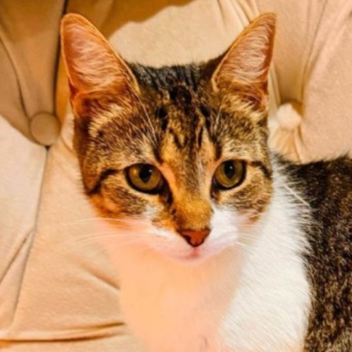 Raina - Domestic Short Hair (DSH) Cat