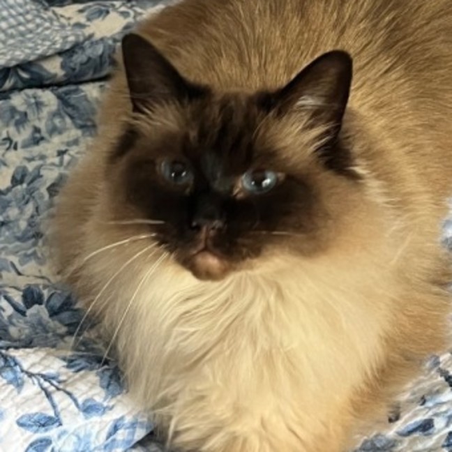 Photo of Lolly   We Can Possibly Assist With Transport