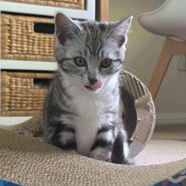 Photo of Ivy
