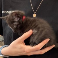 Photo of Comet
