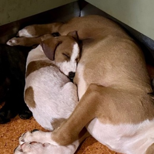 Photo of Spots
