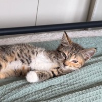 Photo of Feijoa (Fifi)