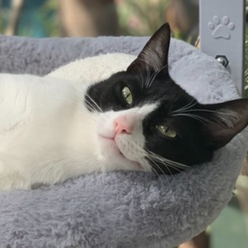 Jinx - Domestic Short Hair (DSH) Cat