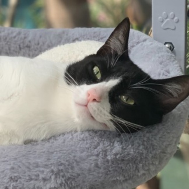 Photo of Jinx