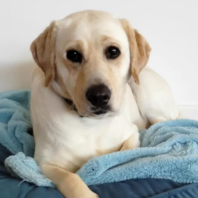 Photo of Lucia (Lucy)