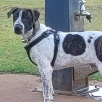 Photo of Clumsy Smurf