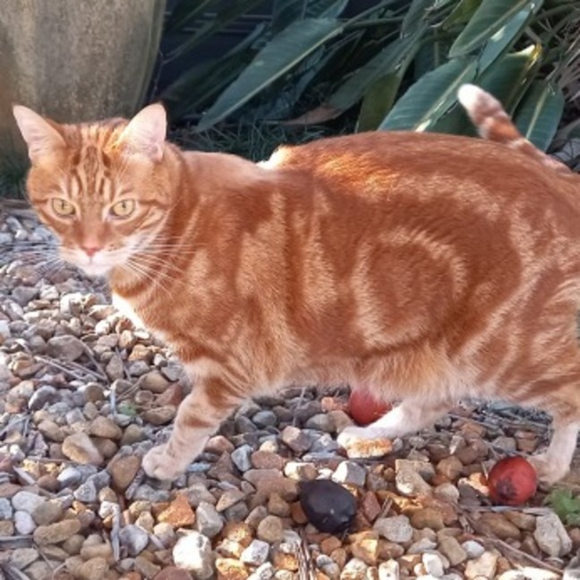Photo of Otis