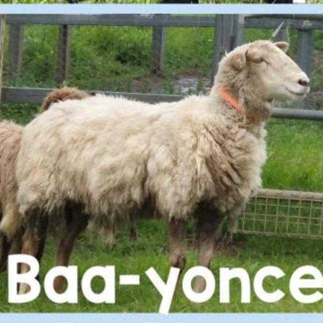 Photo of Baa Yonce