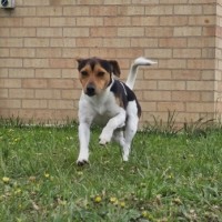 Photo of Buddy