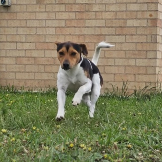 Photo of Buddy