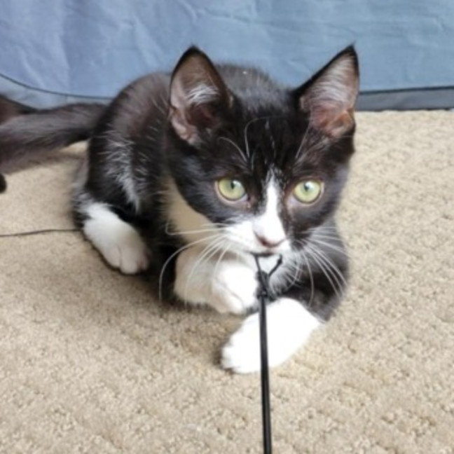 Photo of Boots   Located In Deer Park