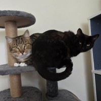 Photo of Maize & Sultana (Located Wantirna)