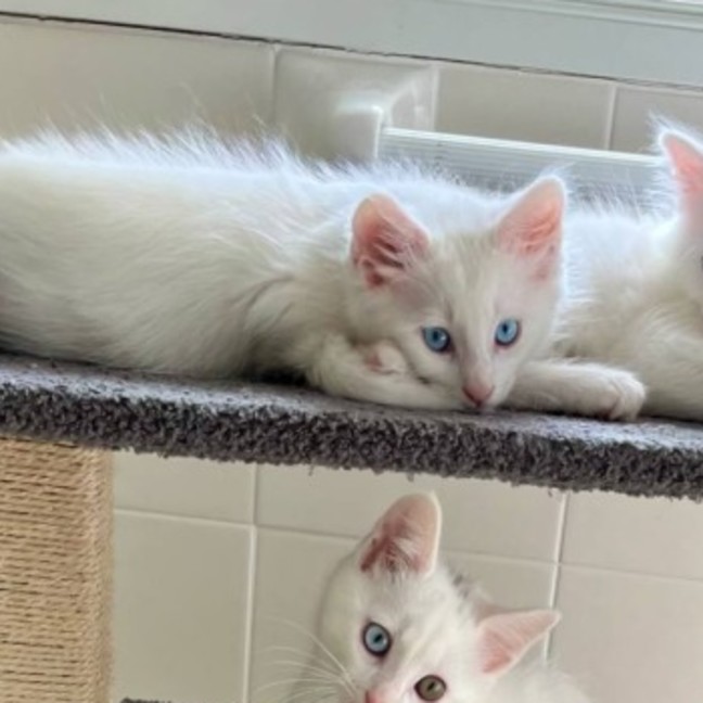 Photo of ❄️snowy ❄️