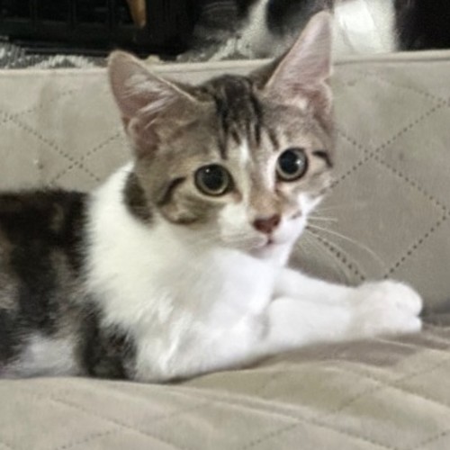 Jax 💙⭐️ - Domestic Short Hair (DSH) Cat