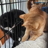 Photo of George Weasley