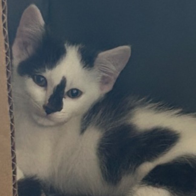 Photo of Skittles 🌈