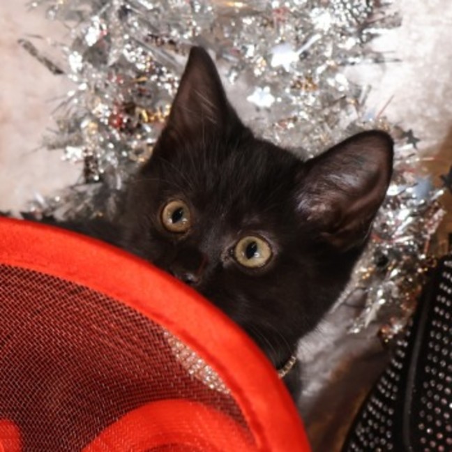 Photo of Nugget