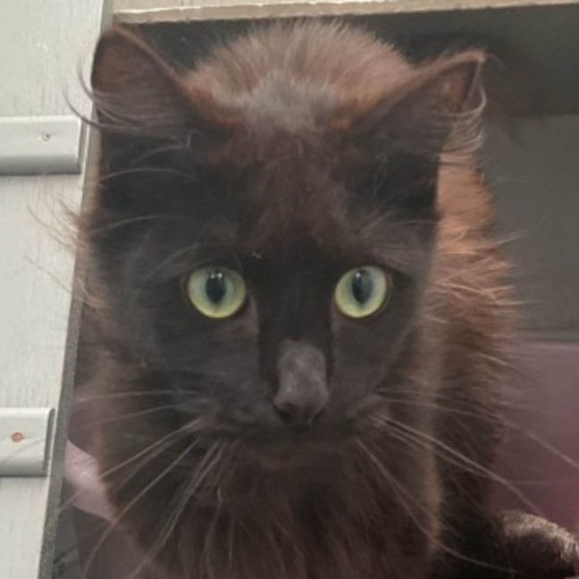 Photo of Midnight