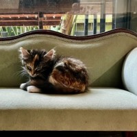 Photo of Petty Crime