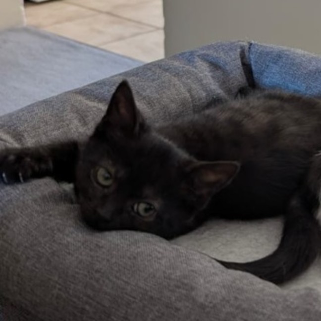 Photo of Muffin🧁
