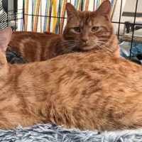 Photo of Bee Gee **2nd Chance Cat Rescue** 