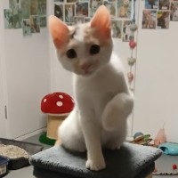 Photo of Lieffy