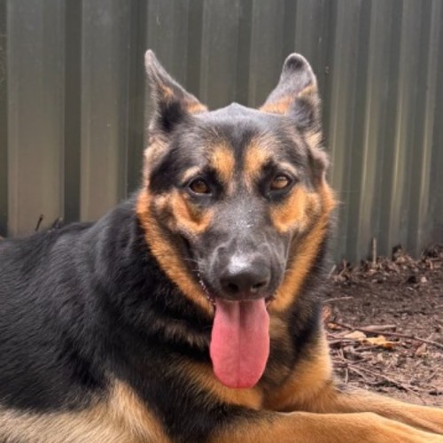 Indi - German Shepherd Dog