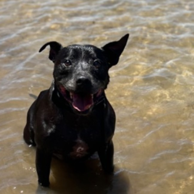 Photo of Daisy And Tonka 