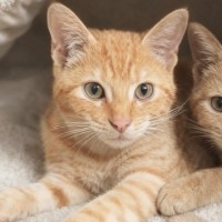 Photo of Jingles 