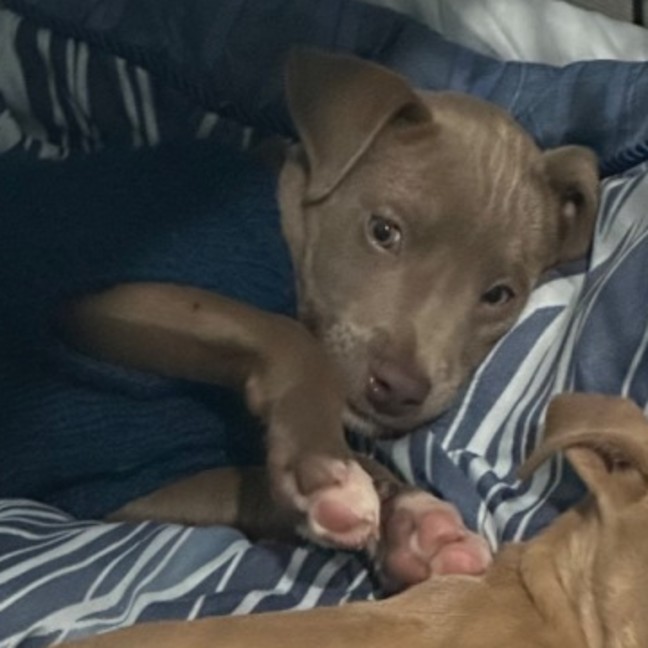 Photo of Bodhi 😎🐶