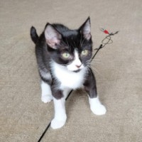 Photo of Boots   Located In Deer Park