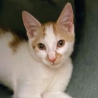 Photo of Lachy