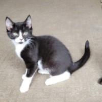 Photo of Boots   Located In Deer Park