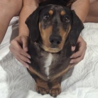 Photo of Baxter