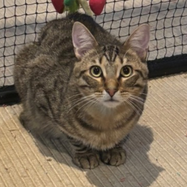 Photo of Monty (Empty The Nest $50 Adoption Special)
