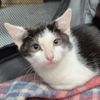 Photo of Kiah ** 2nd Chance Cat Rescue**