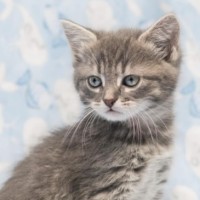 Photo of Savannah Miller ** 2nd Chance Cat Rescue **