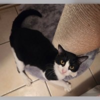 Photo of Oreo