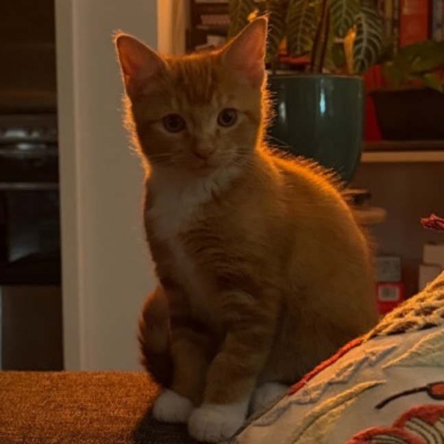 Photo of Nugget**2nd Chance Cat Rescue**