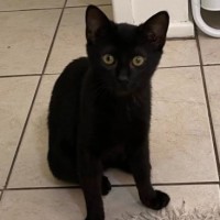 Photo of Sumi
