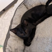 Photo of Nemo (With Kiki)