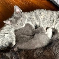 Photo of Dazzle **2nd Chance Cat Rescue **
