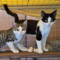 Photo of Roxy ** 2nd Chance Cat Rescue **