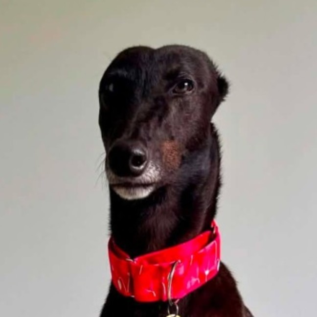 Photo of Margie, The Greyhound