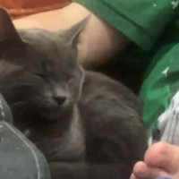 Photo of Nido Queen **2nd Chance Rescue**